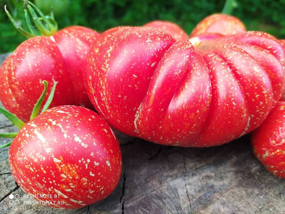 Каскад лава (Cascade lava) сорт томата – купить за 70 ₽ | Freshtomat.ru