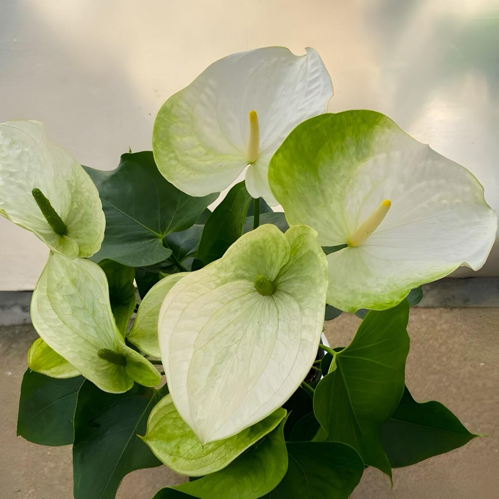 Антуриум Андрэ SAMORA