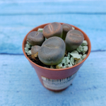 Lithops sp. (Литопсы)