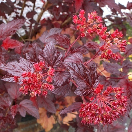 Пузыреплодник Калинолистный Андреа