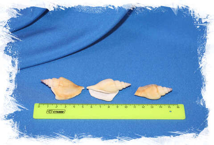 Стромбус Виттатус (короткие), 4-6см, 100гр, 20шт