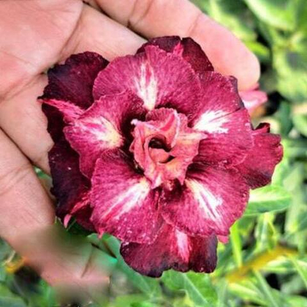 Адениум GODIVA