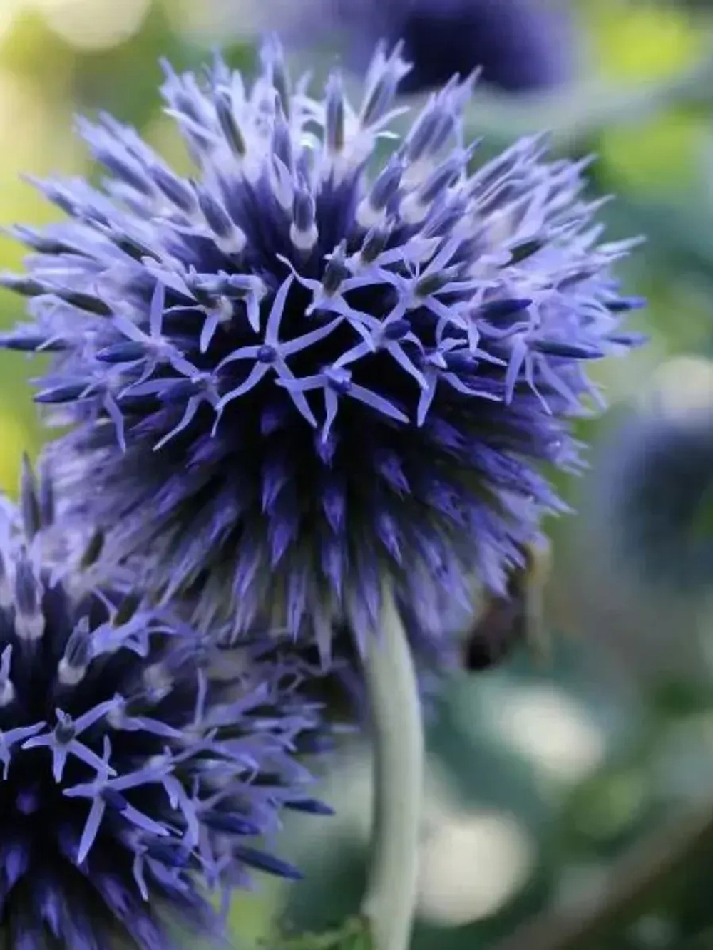 Семена мордовник сидераты 100 гр