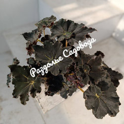 Бегония Блэк Мамба