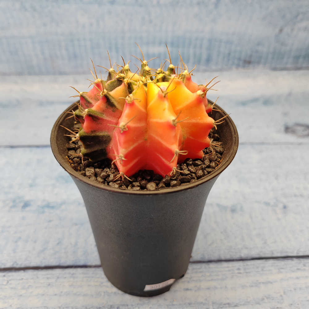 Gymnocalycium Variegata (Гимнокалициум Вариегатный)