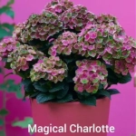 Меджикал "Шарлотт" (Magicale "Charlotte") Р9