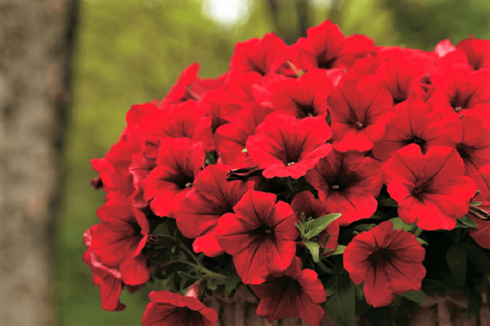 ЕВРО Петуния Surfinia® Deep Red укореннный черенок ОКС март Koh