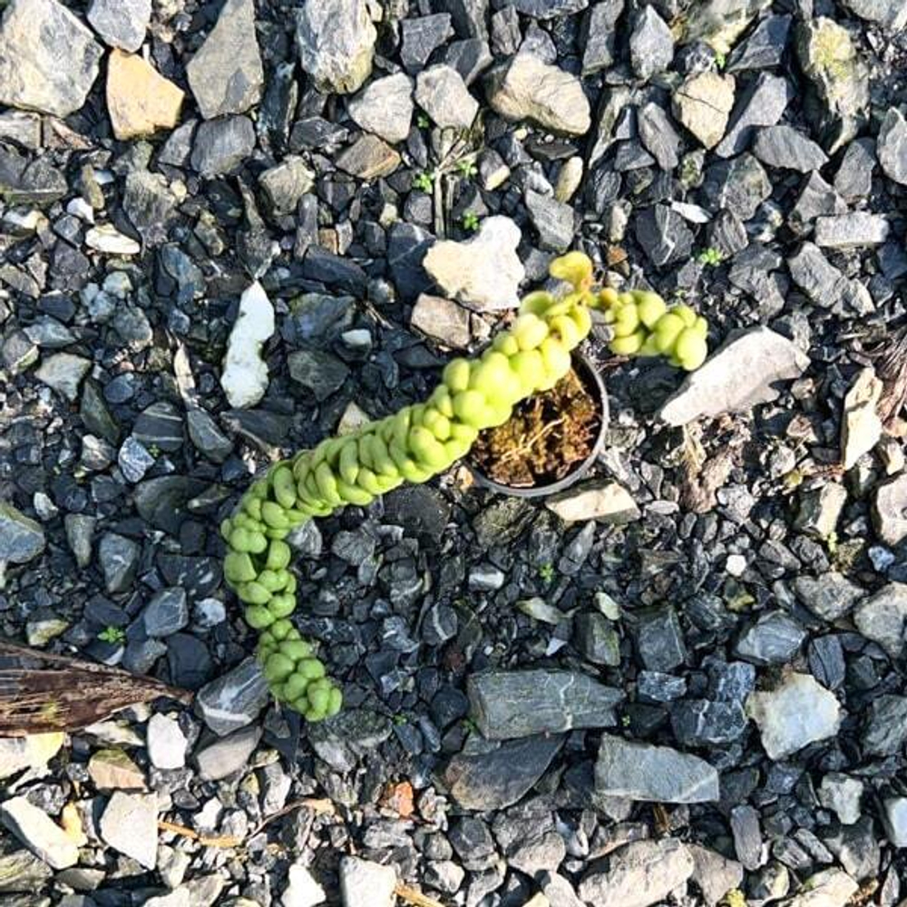 Дисхидия Ideaminobu S