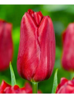 Тюльпаны Strong Red 4 шт, набор луковиц