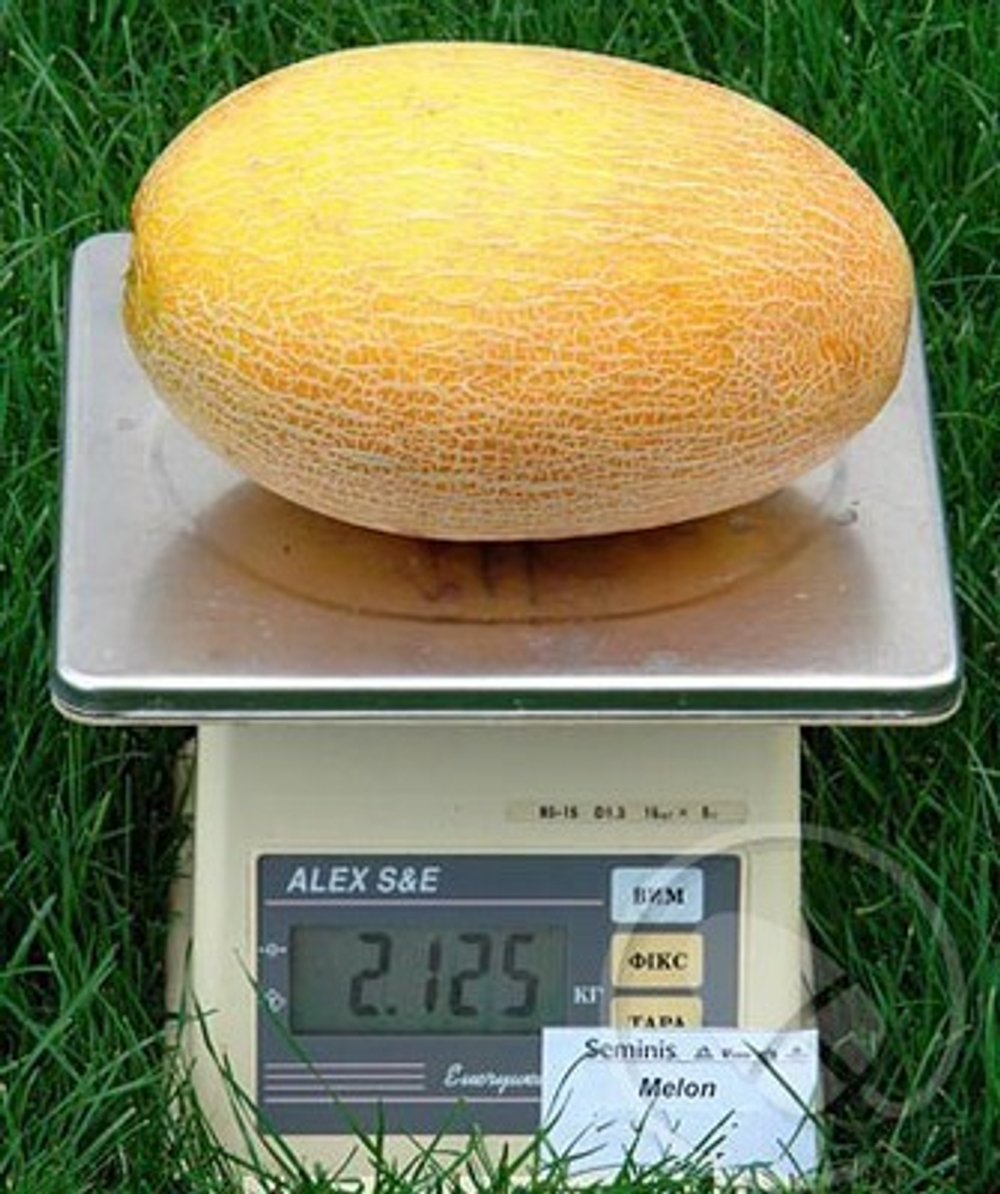 Самит F1 семена дыни (Seminis / Семинис)