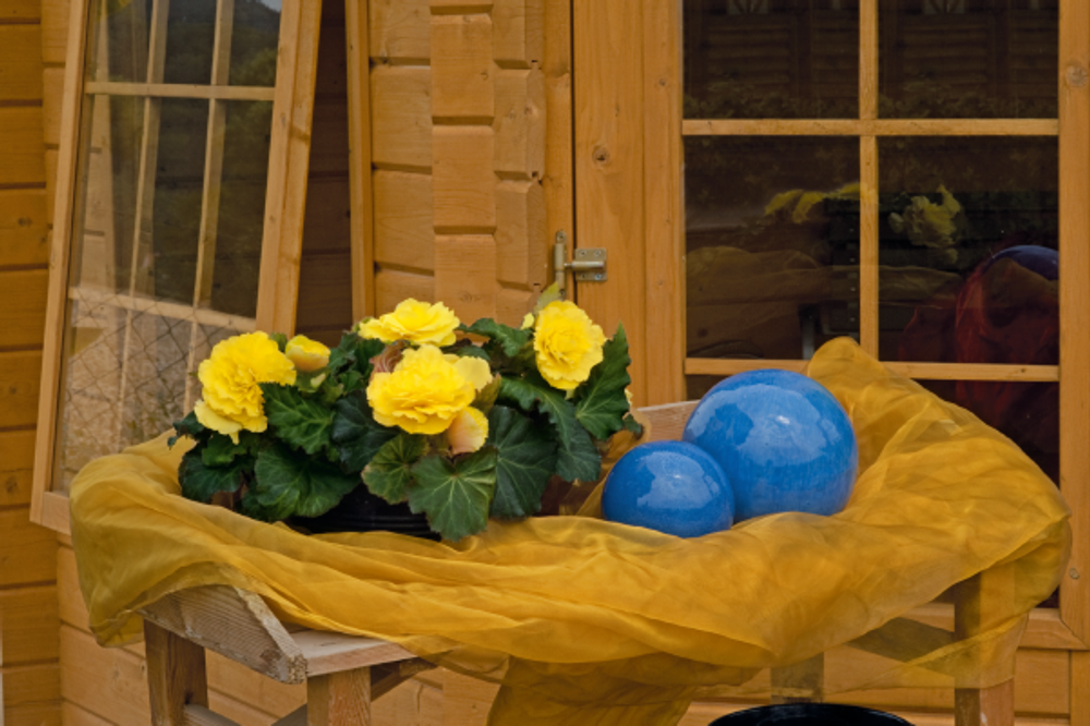 Бегония клубневая Нонстоп Еллоу виз Ред Бак (50шт) Витагрин Профи