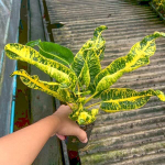 Кротон THA PHRA