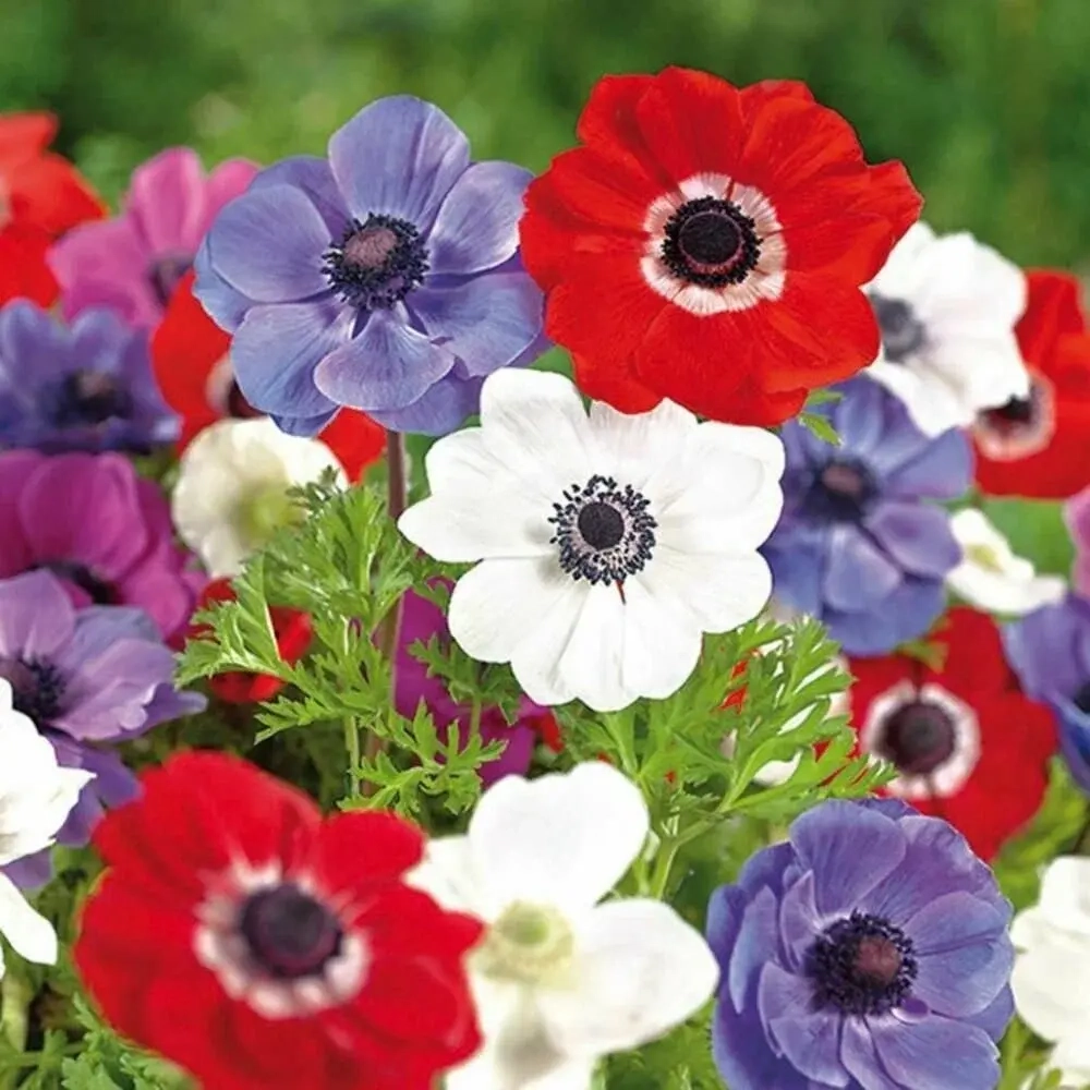 Anemone coronaria "De Caen" MIX 6/7
