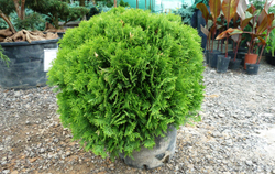 Туя западная Даника Р9 15-20 см Закупка М62 апрель-май 2026