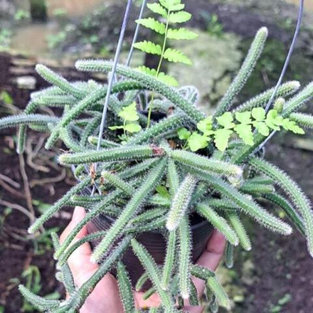 Рипсалис BACCIFERA SSP HORRIDA