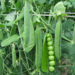 Преладо семена гороха (Syngenta / Сингента)