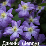 Клематис Дженни (Jenny ) стандарт поставки Р9