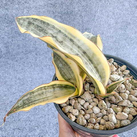 Сансевиерия SILVER CLONE VAR