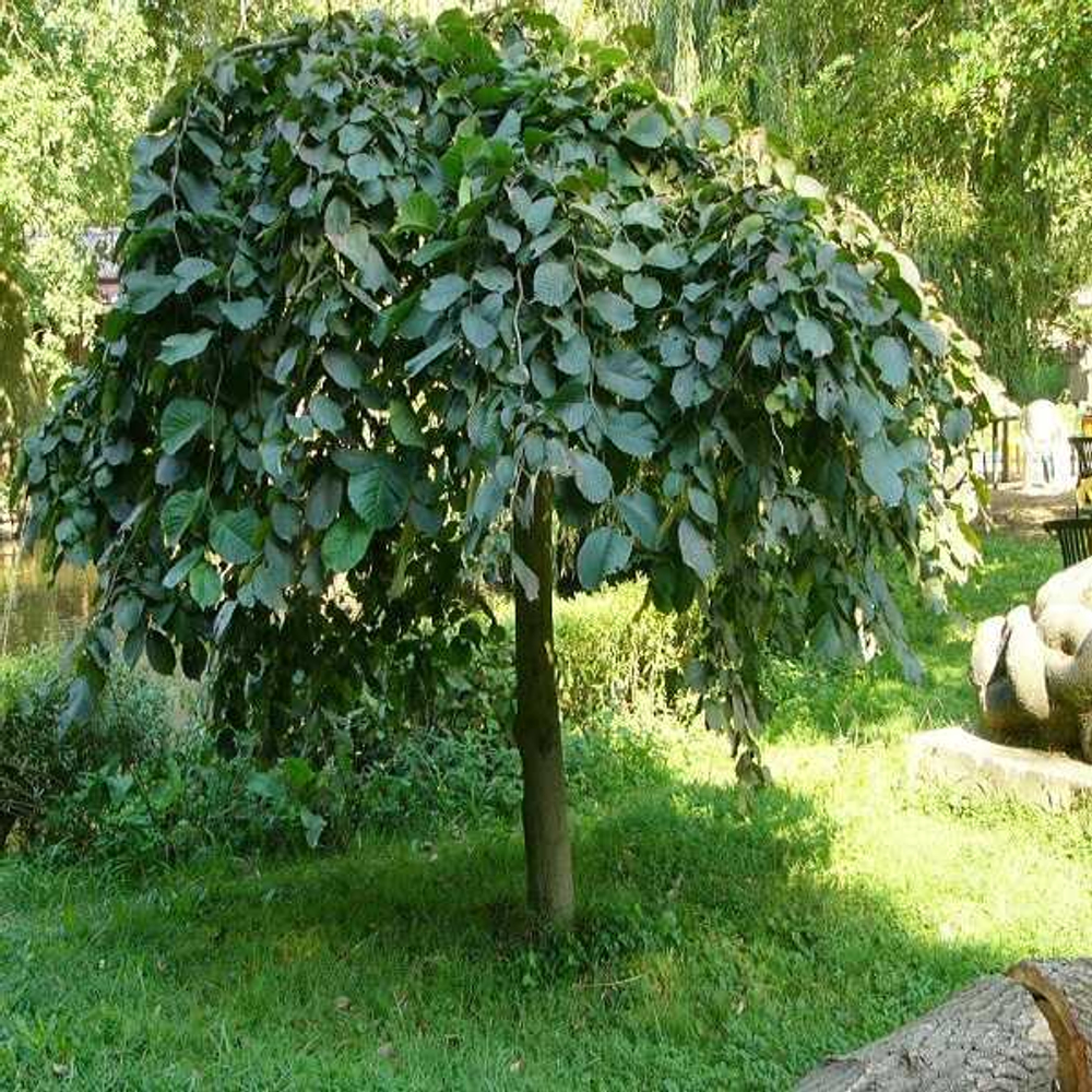 Вяз шершавый Кампердаун С35 Ра200-210