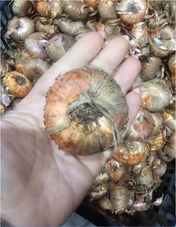 Гладиолус Луковица, Соул, 4 шт