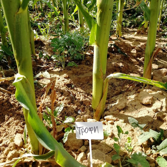 ТРОФИ F1 семена кукурузы (Seminis | Alexagro) – фото 11