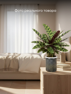 Калатея Leopard Pattern д.11, горшок с автополивом