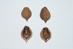 Семена ореха сердцевидного "крупноплодный ЦФО 2"