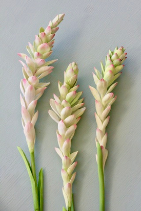 Новая работа: Цветы Имбиря