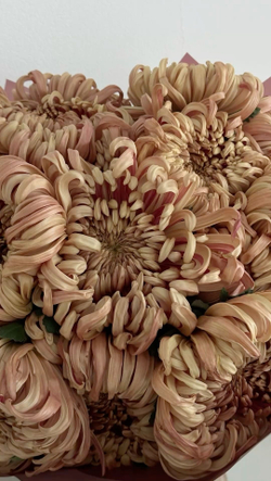 Хризантема кремовая