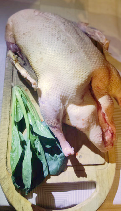 Утка домашняя