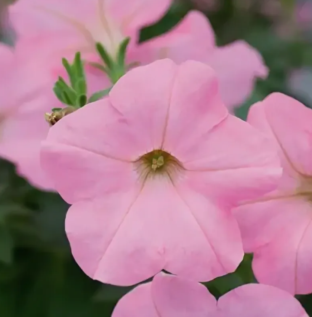 Новинка Spice Pearls Bright Pink укорененный черенок ОКС начало декабря