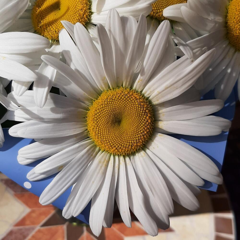 Букет ромашек «Солнечные зайчики»