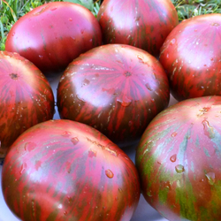 Помидоры - Pink Berkeley Tie-Dye - В стиле Тай-Дай