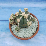 Astrophytum Myriostigma "Hakujo Fukuryu"  (Астрофитум)