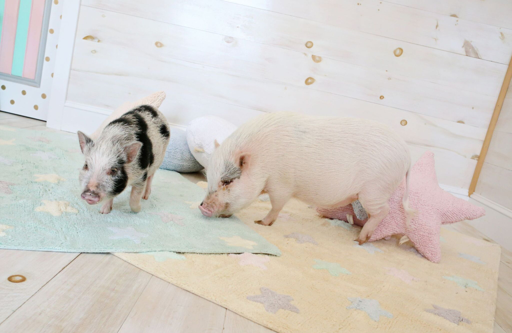 Ковер Lorena Canals Tricolor Stars Mint (120 x 160 см)