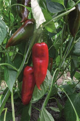 ХАН F1 семена перца сладкого (Bejo | Alexagro)