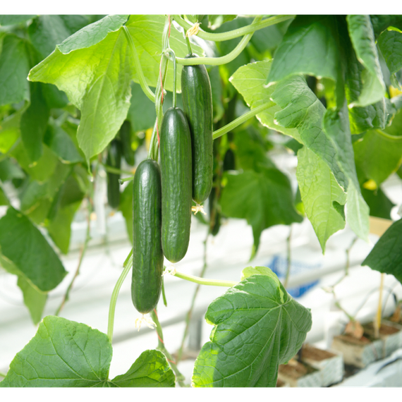 Хулиган F1 семена огурца партенокарпического (Гавриш) – фото 3