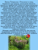Эрика Тетраликс