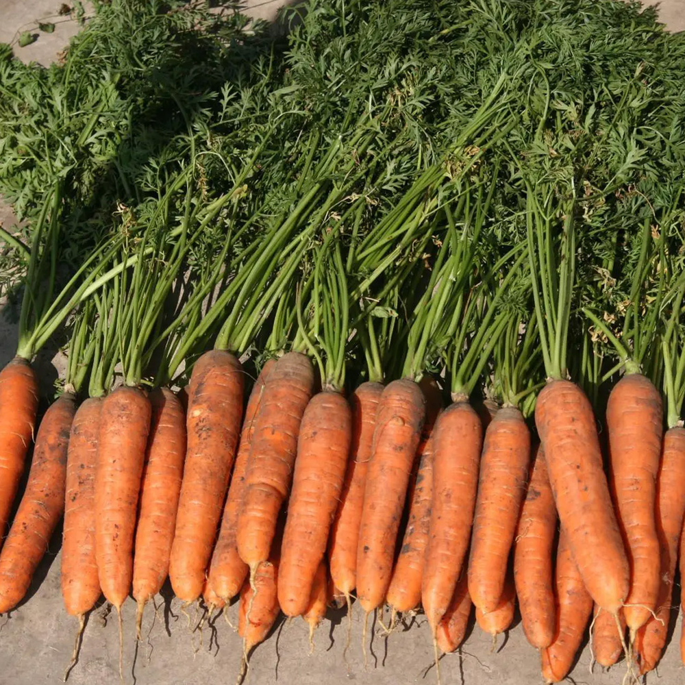 Самсон семена моркови нантской (Bejo / ALEXAGRO) культура