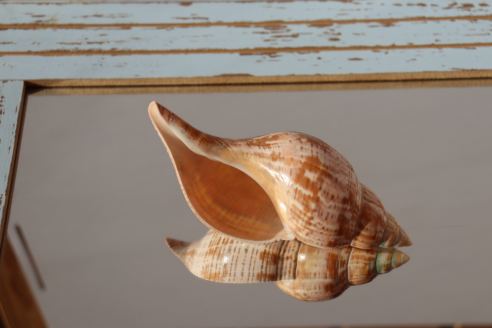 фасциолария тюлипа (Fasciolaria tulipa)