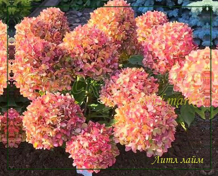 Гортензия метельчатая Литл Лайм- маленький лайм (Hydrangea paniculata `Little Lime`)