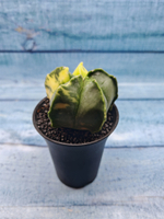 Astrophytum Myriostigma variagate (Астрофитум вариегатный)