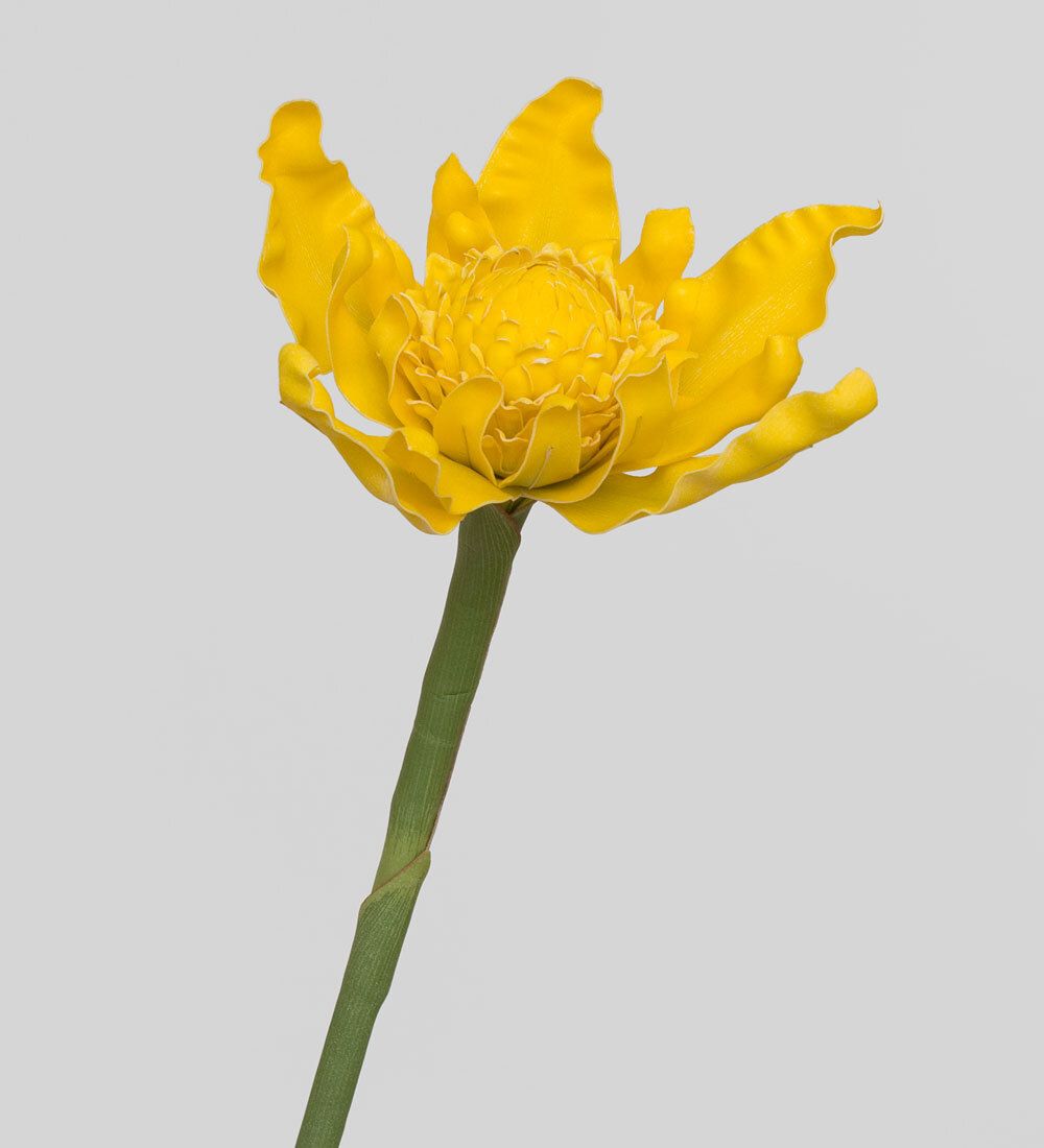 TR 612 Имбирь-факел