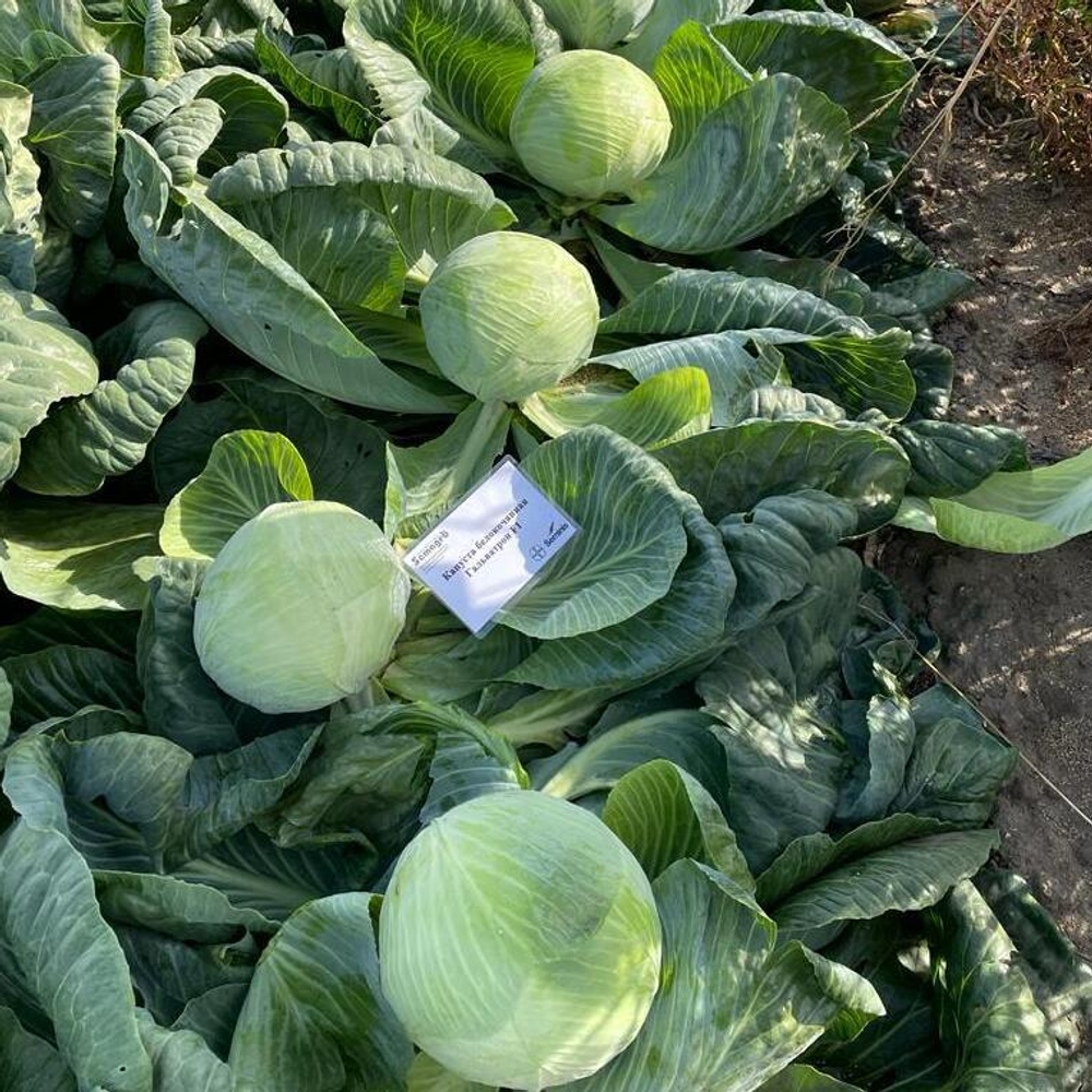 Гальватрон F1 семена капусты белокочанной (Seminis / Семинис)