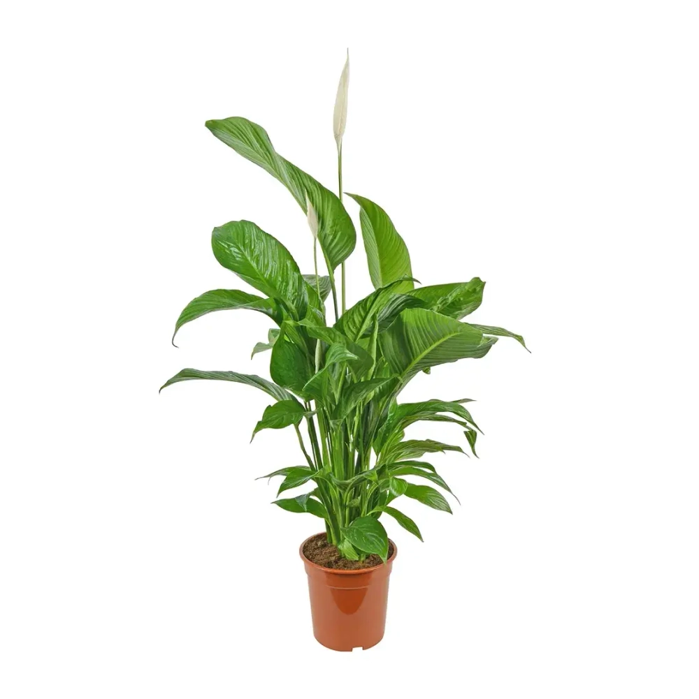 Спатифиллум Сенсация