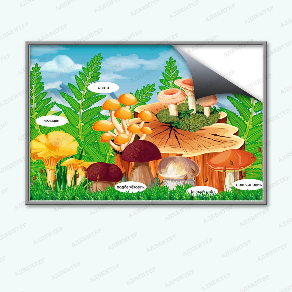 Комплект развивающий Природа: Грибы 2167