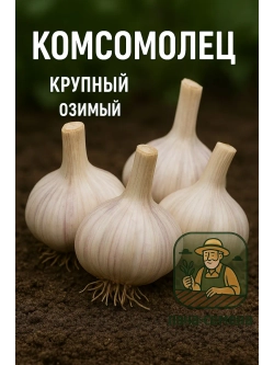 Чеснок посадочный озимый Комсомолец