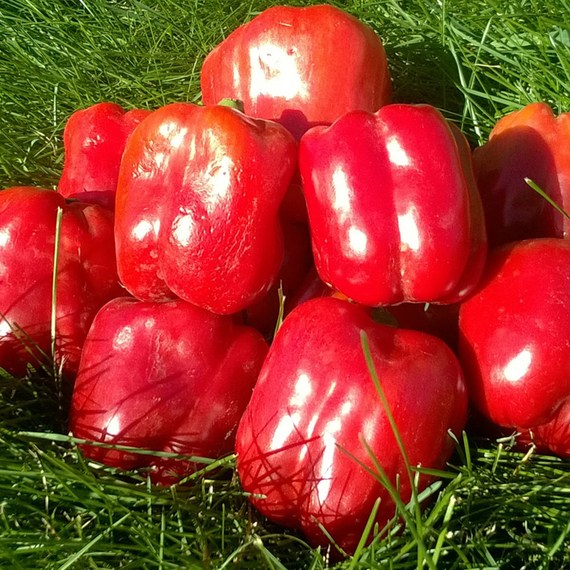 Рэд барон F1 семена перца сладкого (Enza Zaden / ALEXAGRO) культура – фото 2