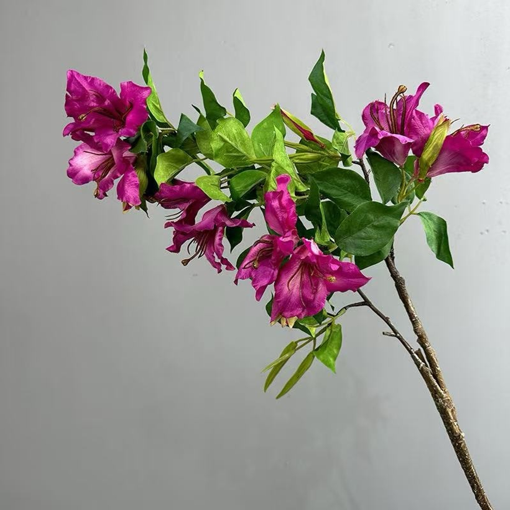 Альстромерия фуксия