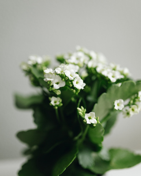 Каланхоэ Блоссфельда белое